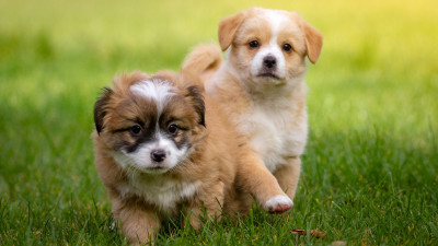 2 puppies