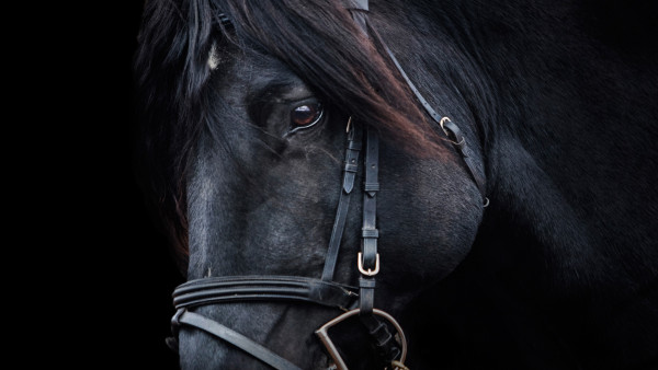 Black horse | HD wallpapers 1920x1080 for desktop backgrounds, free 4k  image 3840x2160