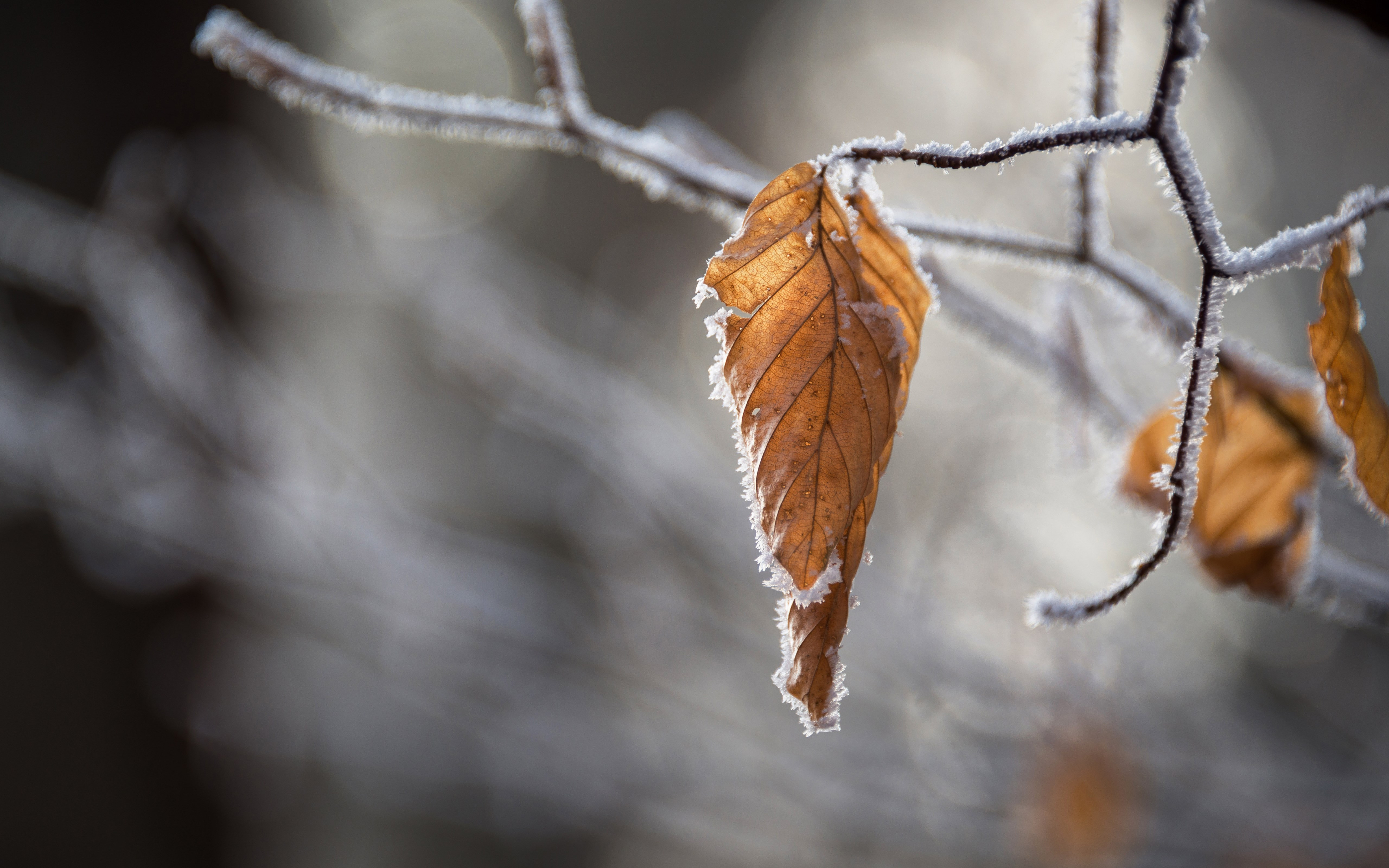 Dried leaves wallpaper 5120x3200