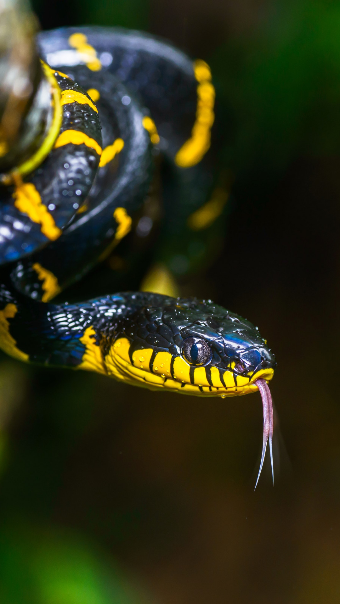 Mangrove snake wallpaper 1080x1920