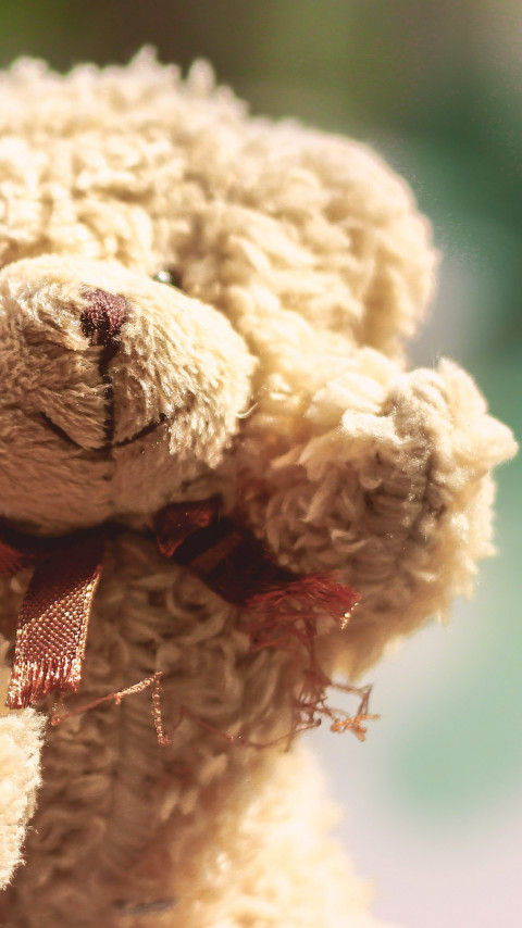 Teddy Bear wallpaper 480x854