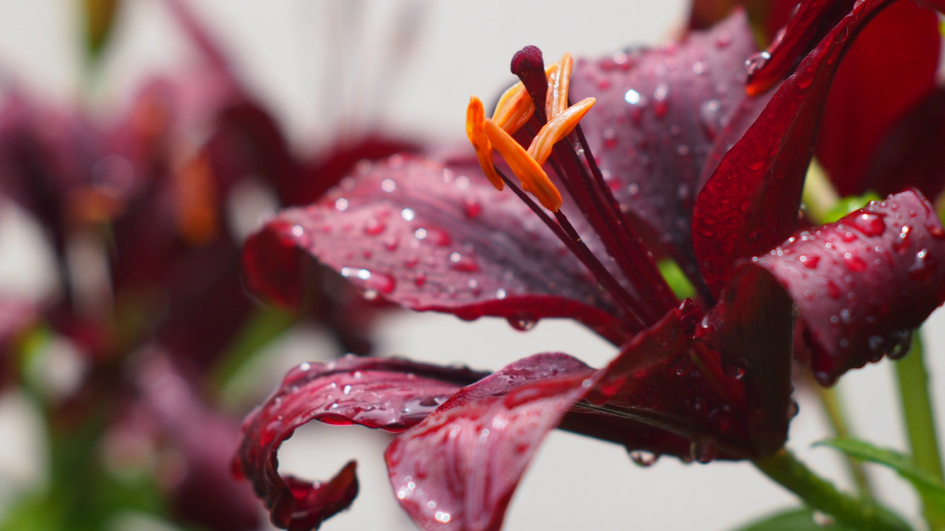 Lily flower and water drops wallpaper 1366x768