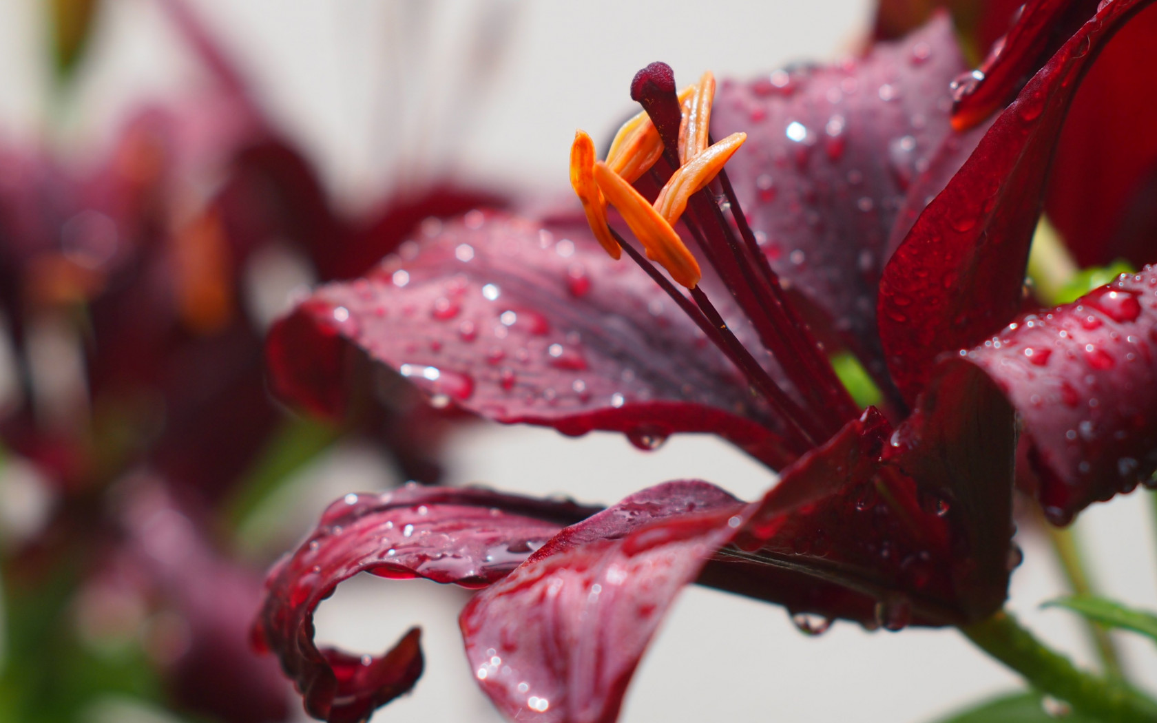 Lily flower and water drops wallpaper 1680x1050