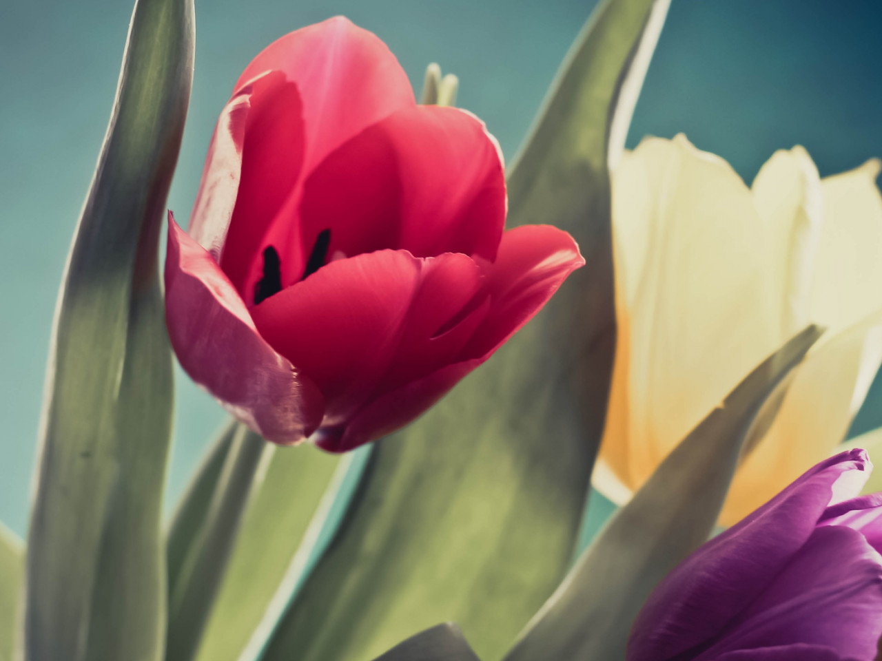Red, purple and yellow tulips wallpaper 1280x960