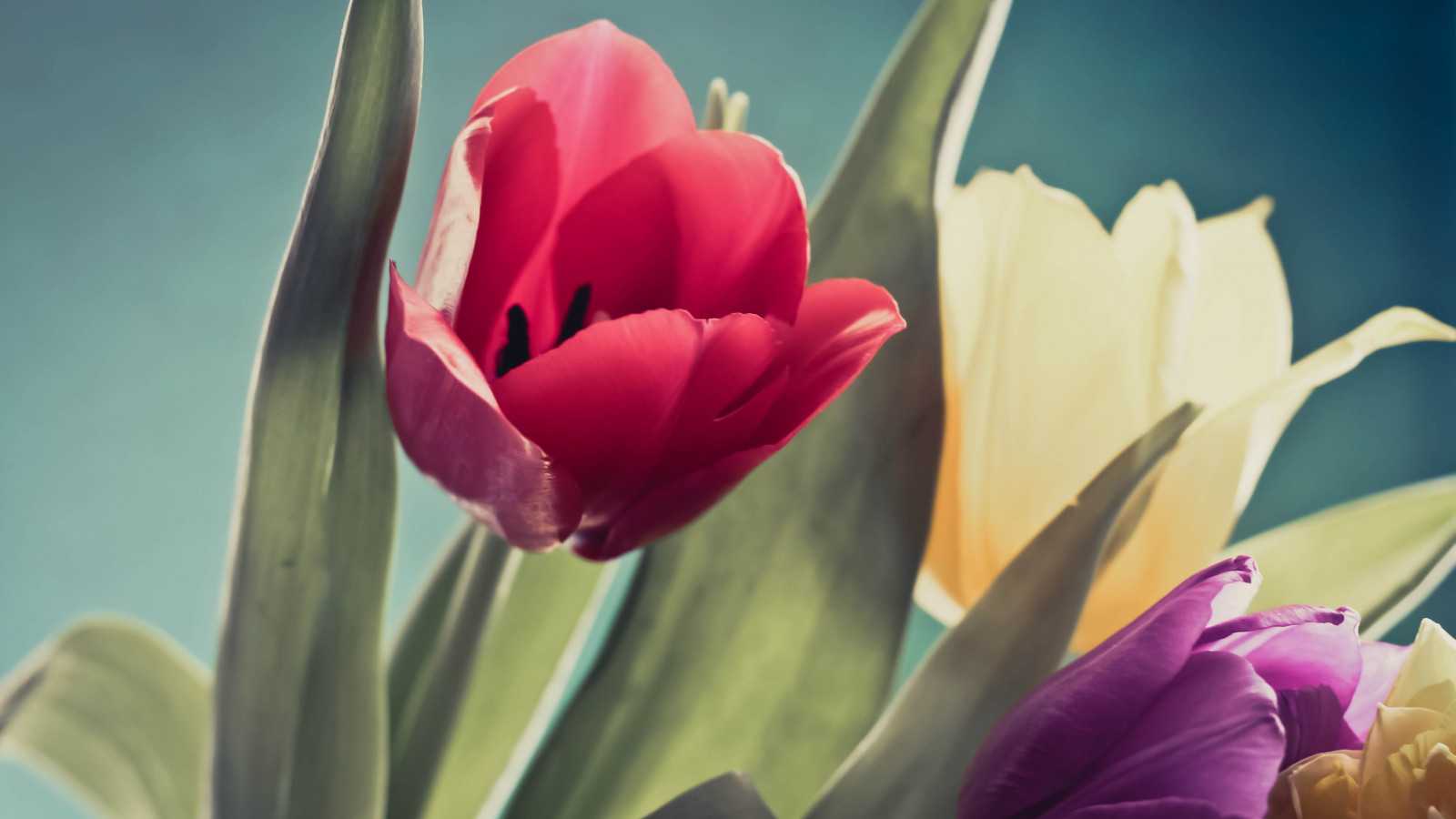 Red, purple and yellow tulips wallpaper 1600x900