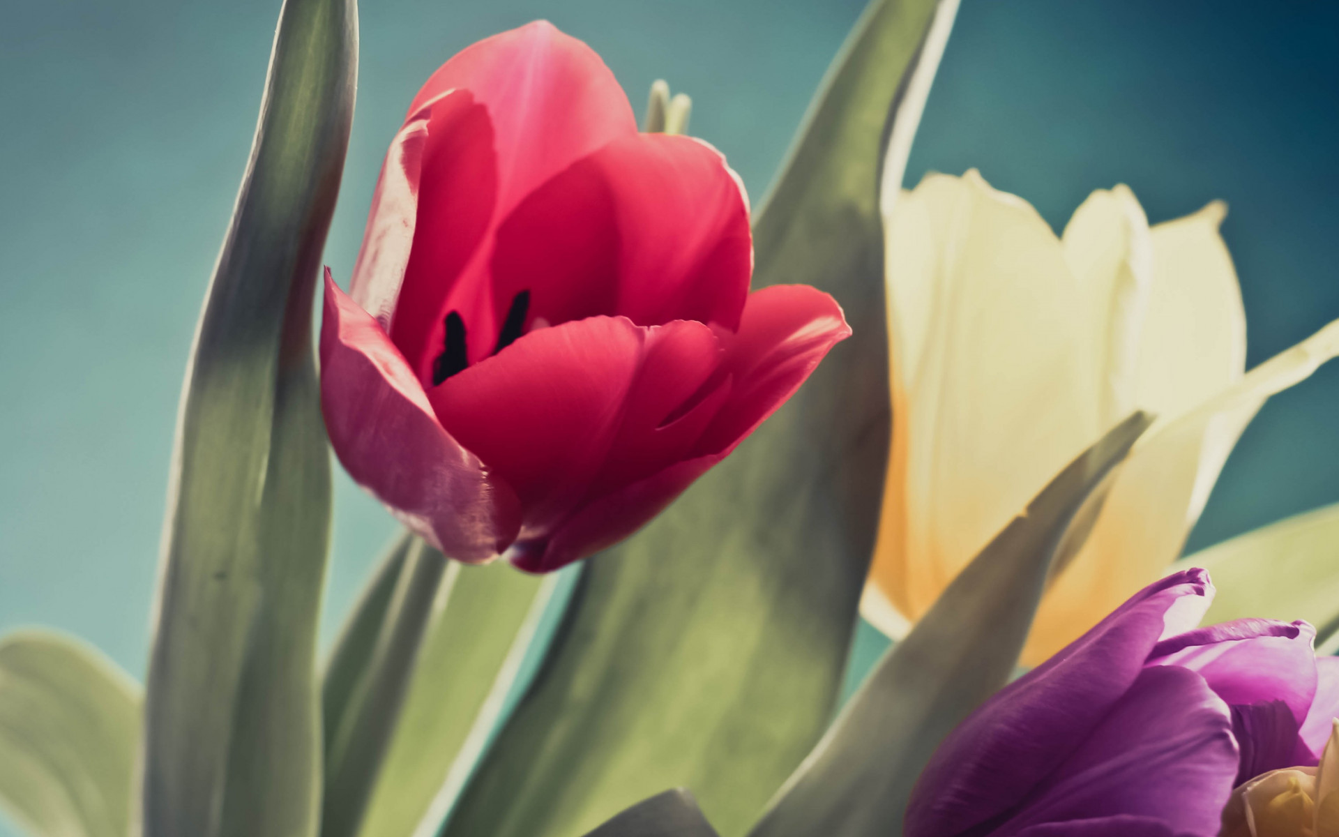 Red, purple and yellow tulips wallpaper 1920x1200
