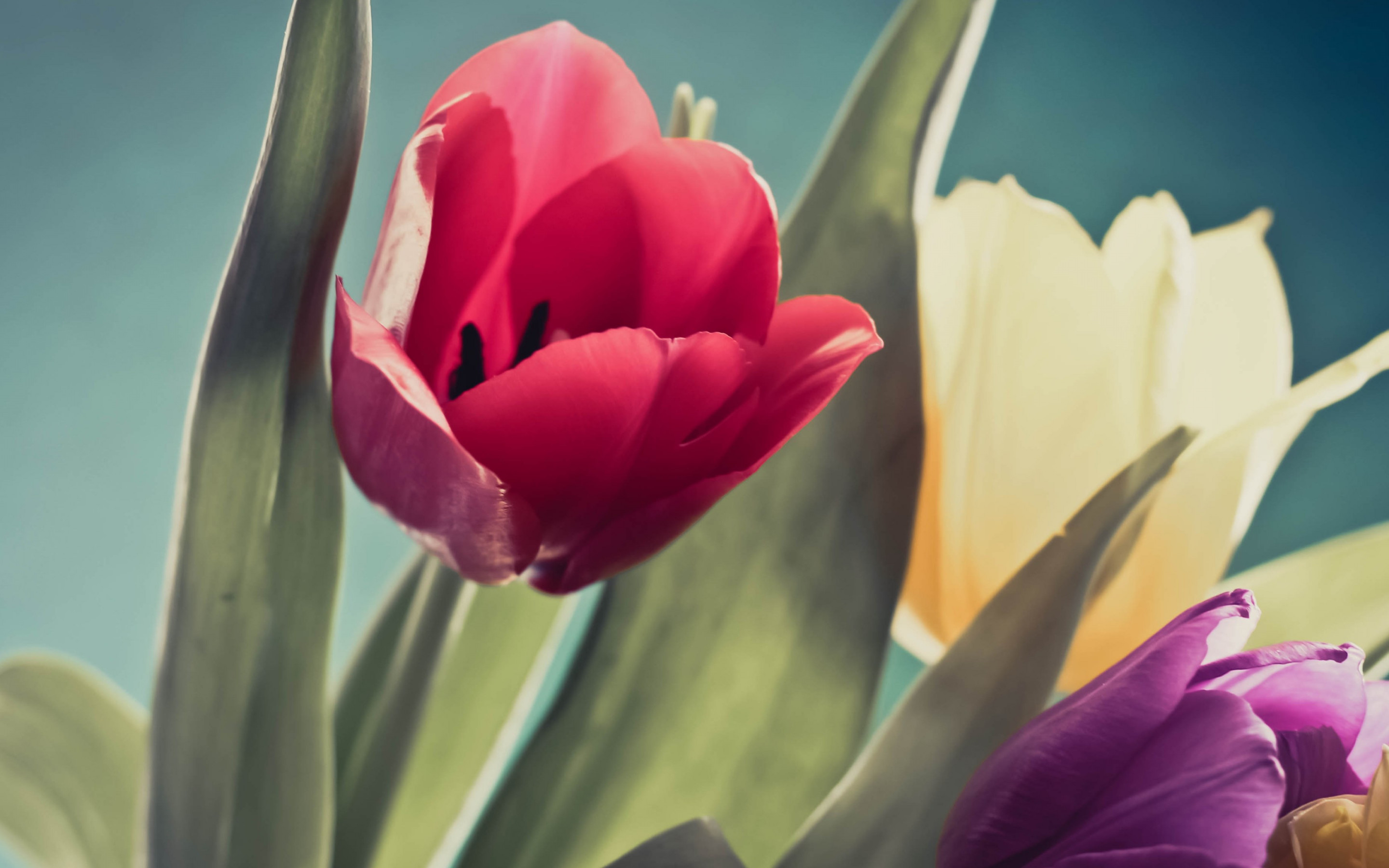 Red, purple and yellow tulips wallpaper 2880x1800