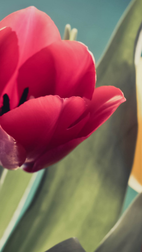 Red, purple and yellow tulips wallpaper 480x854