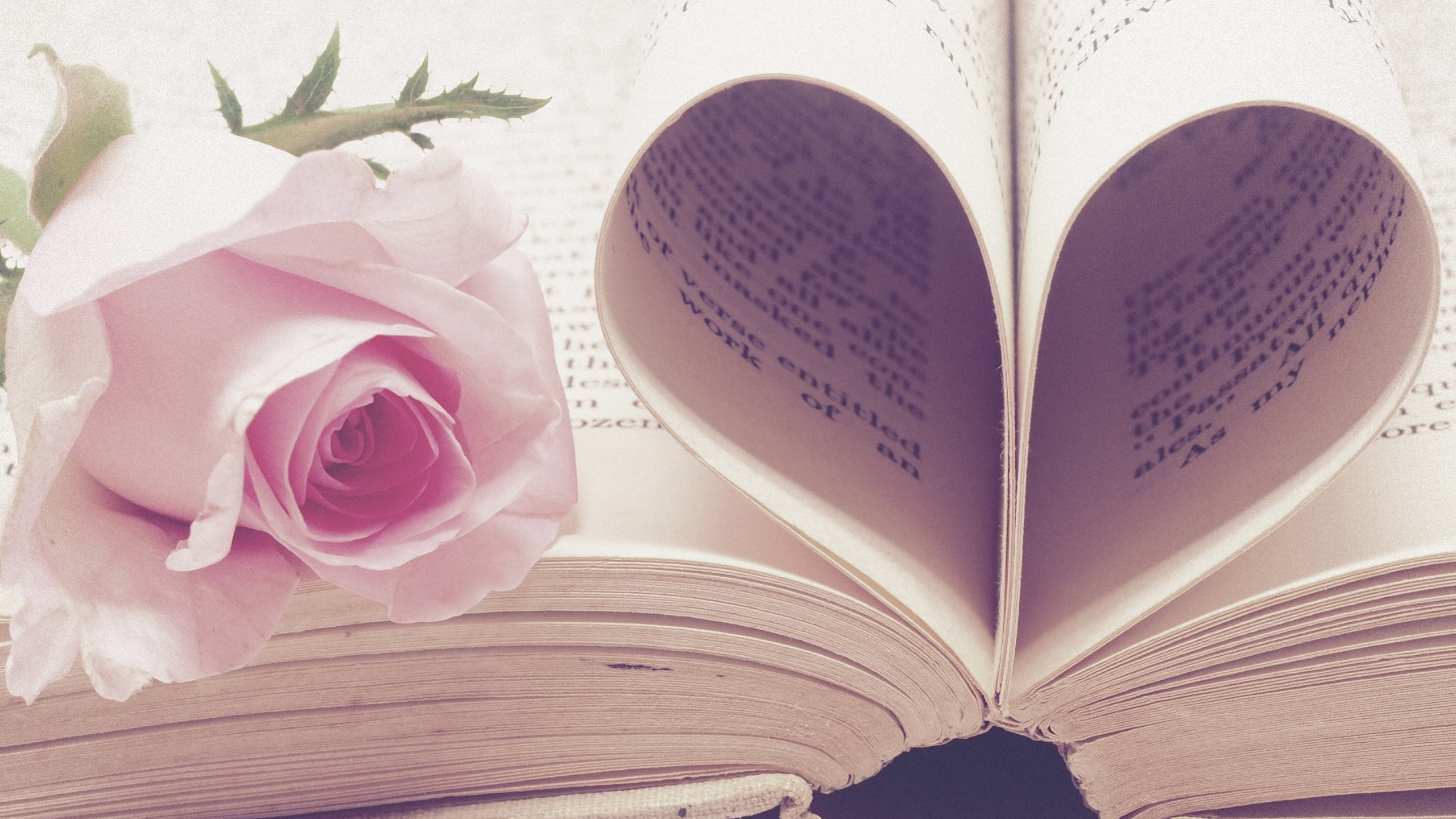 Rose flower and love book wallpaper 2560x1440