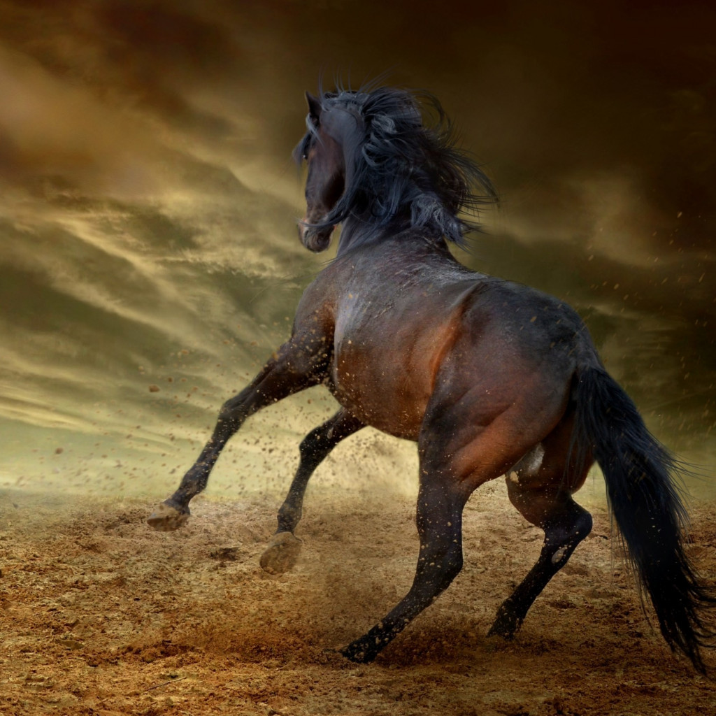 Horse freedom wallpaper 1024x1024