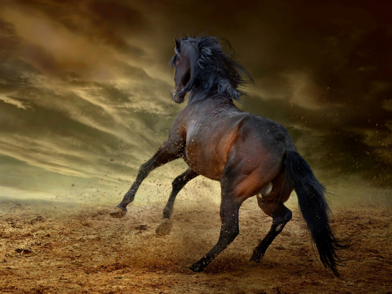 Horse freedom wallpaper 1280x960