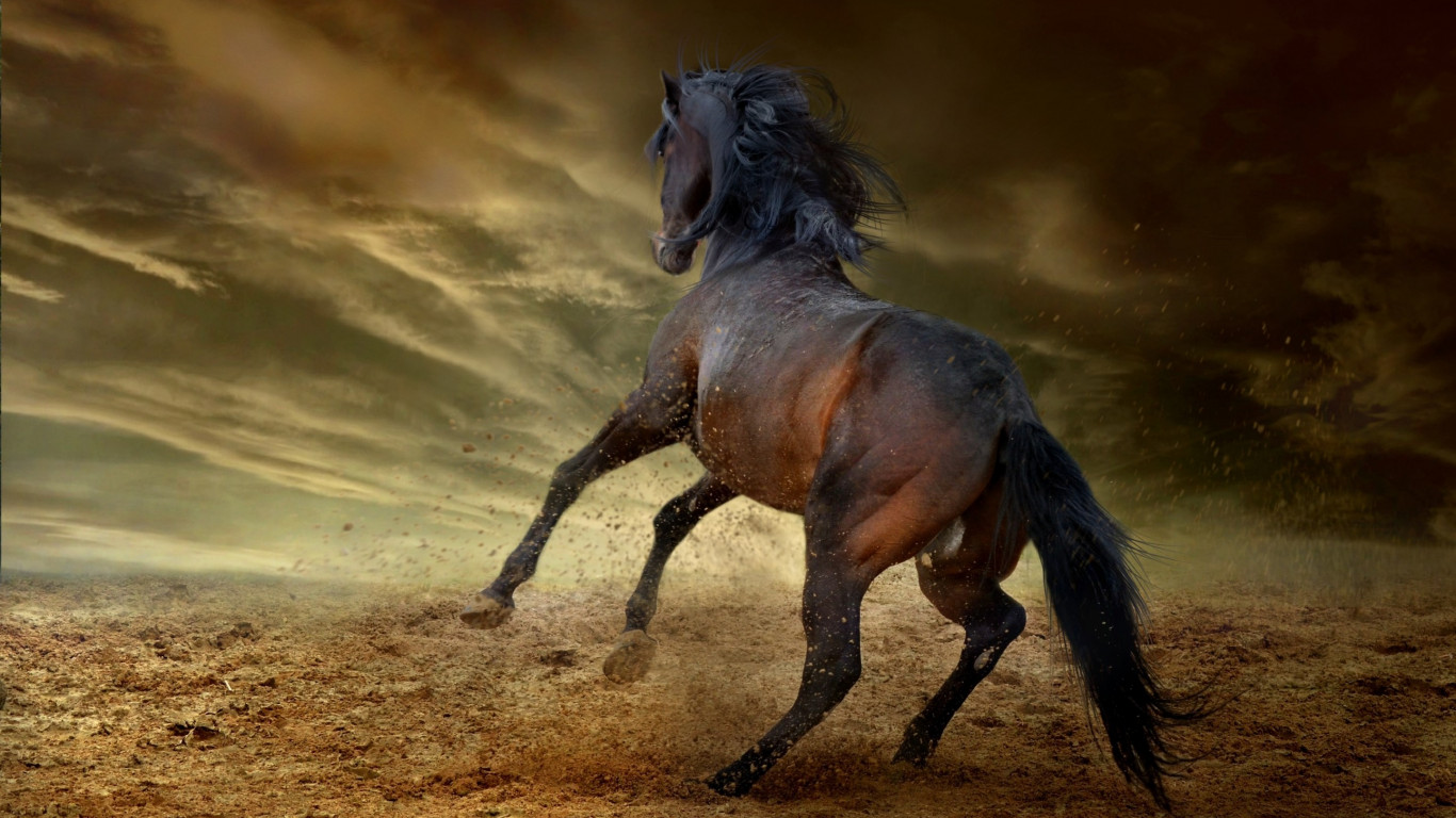 Horse freedom wallpaper 1366x768