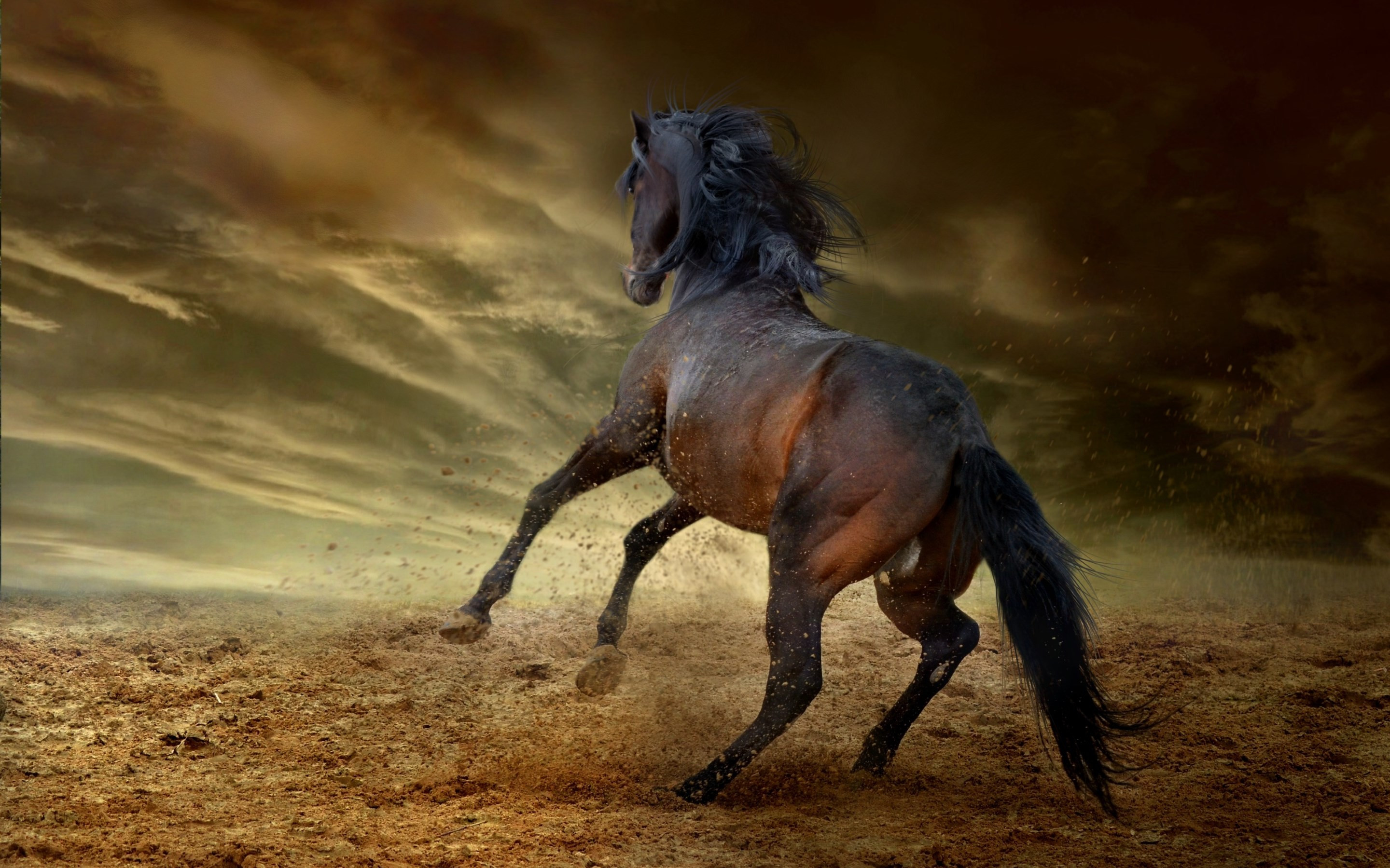 Horse freedom wallpaper 2880x1800