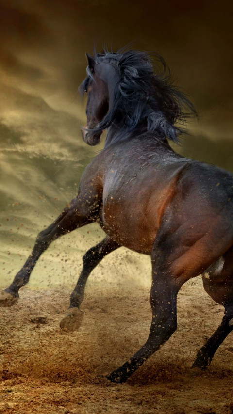 Horse freedom wallpaper 480x854