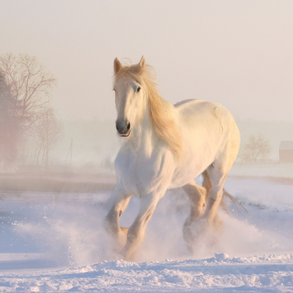 White horse running through snow wallpaper 1024x1024