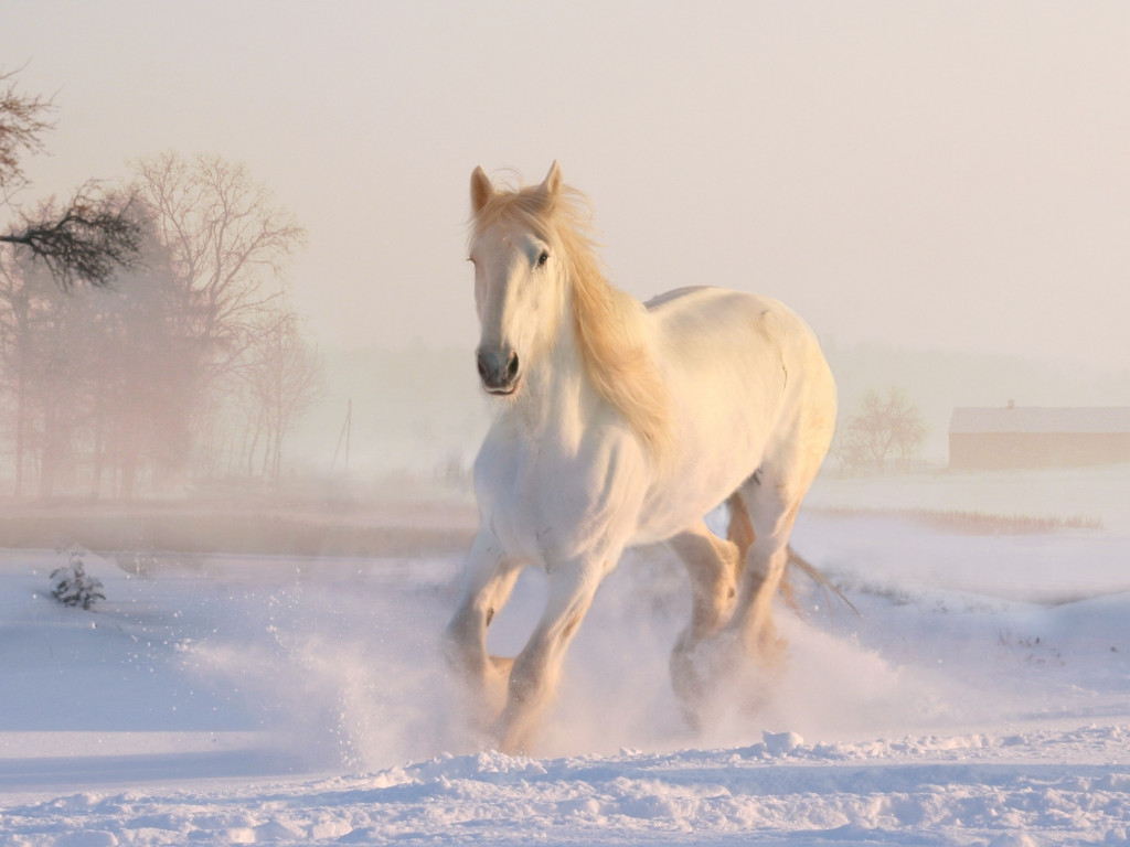 White horse running through snow wallpaper 1024x768