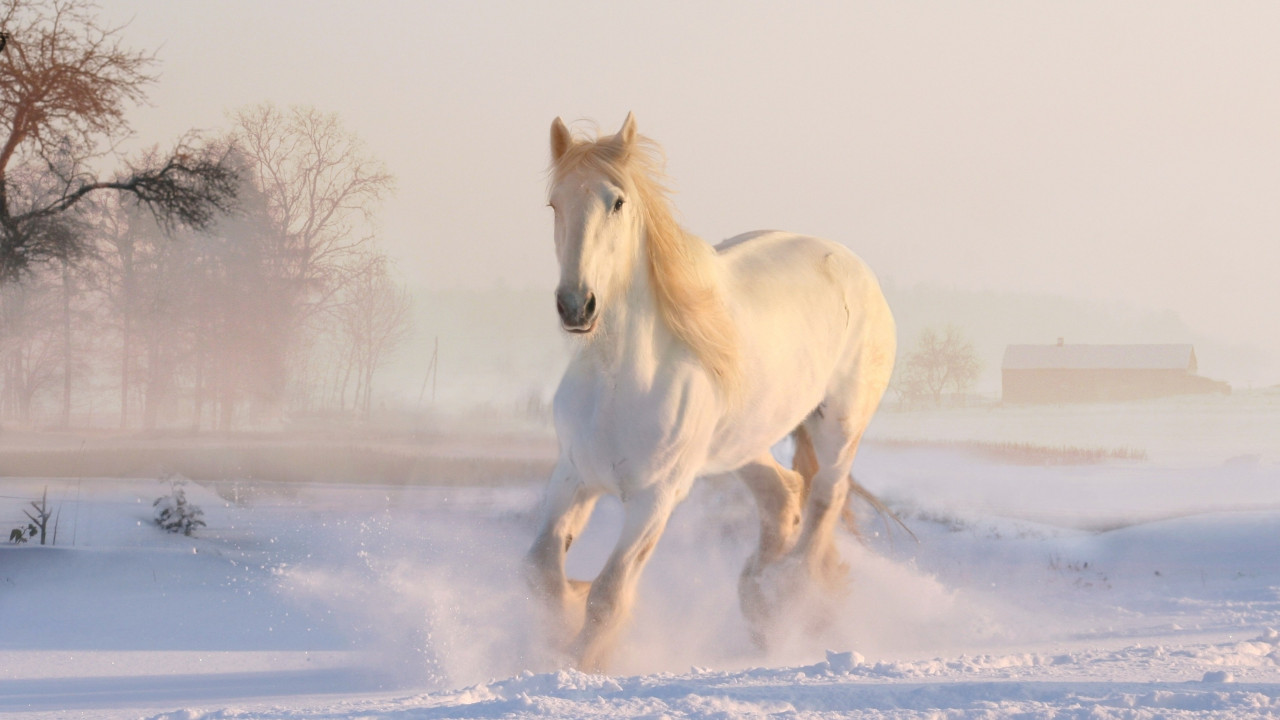 White horse running through snow wallpaper 1280x720