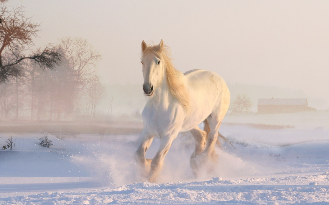 White horse running through snow wallpaper 1280x800
