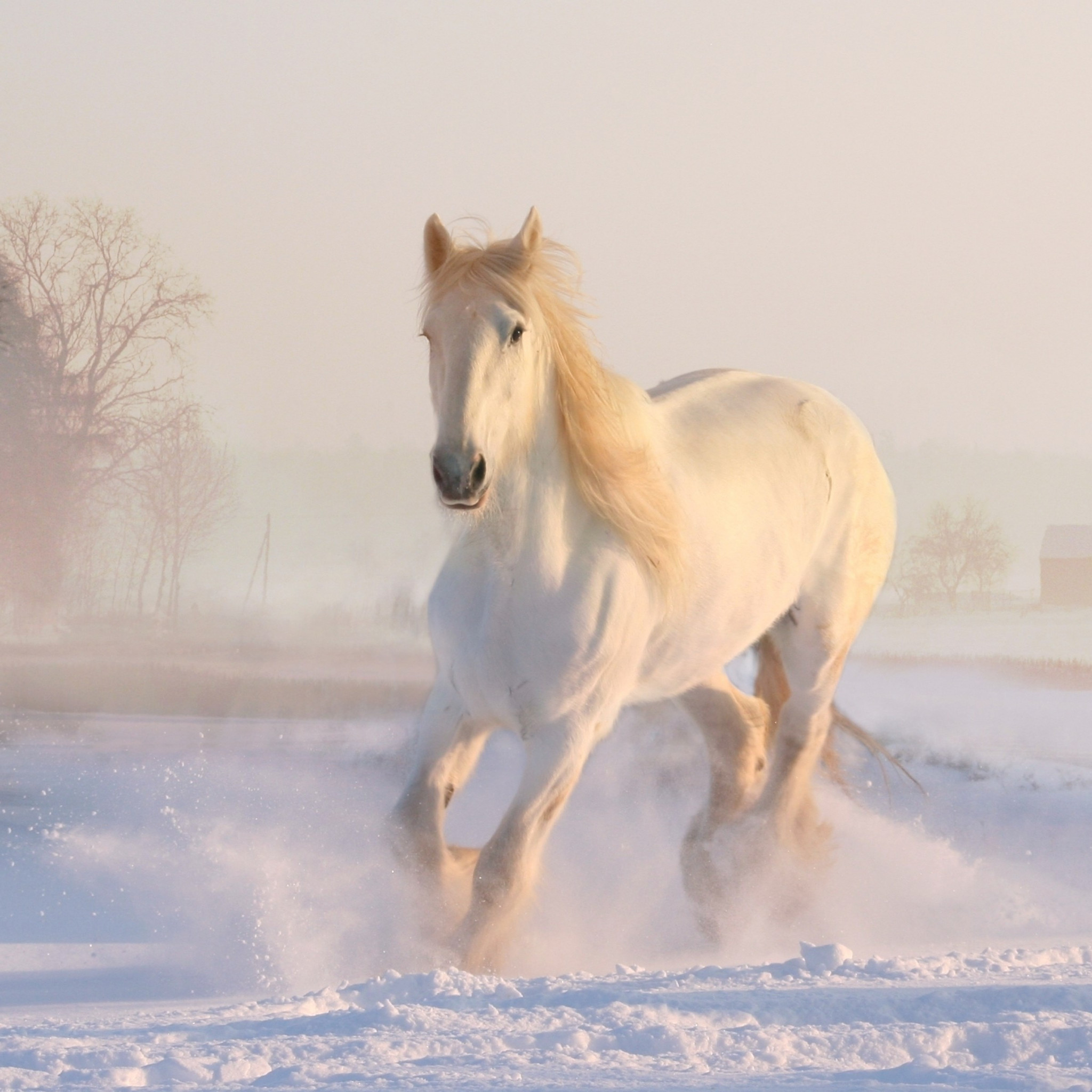 White horse running through snow wallpaper 2048x2048