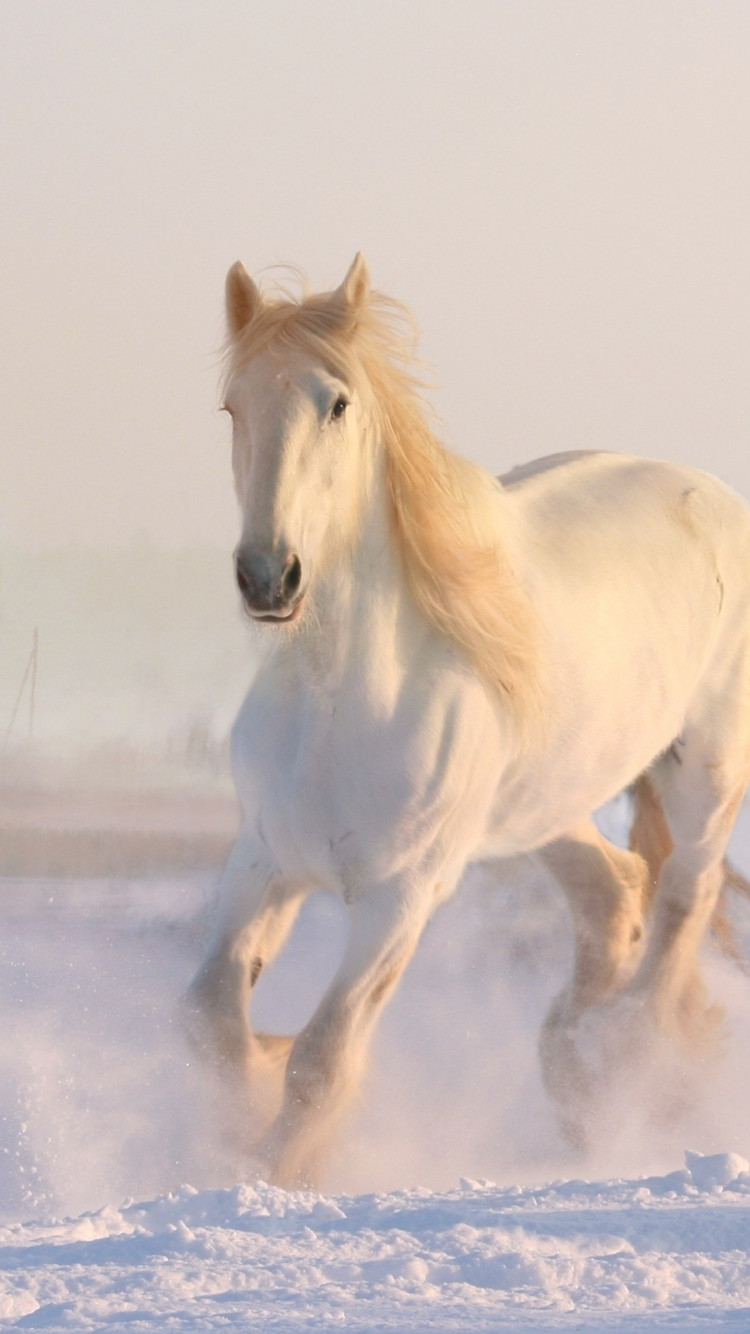 White horse running through snow wallpaper 750x1334