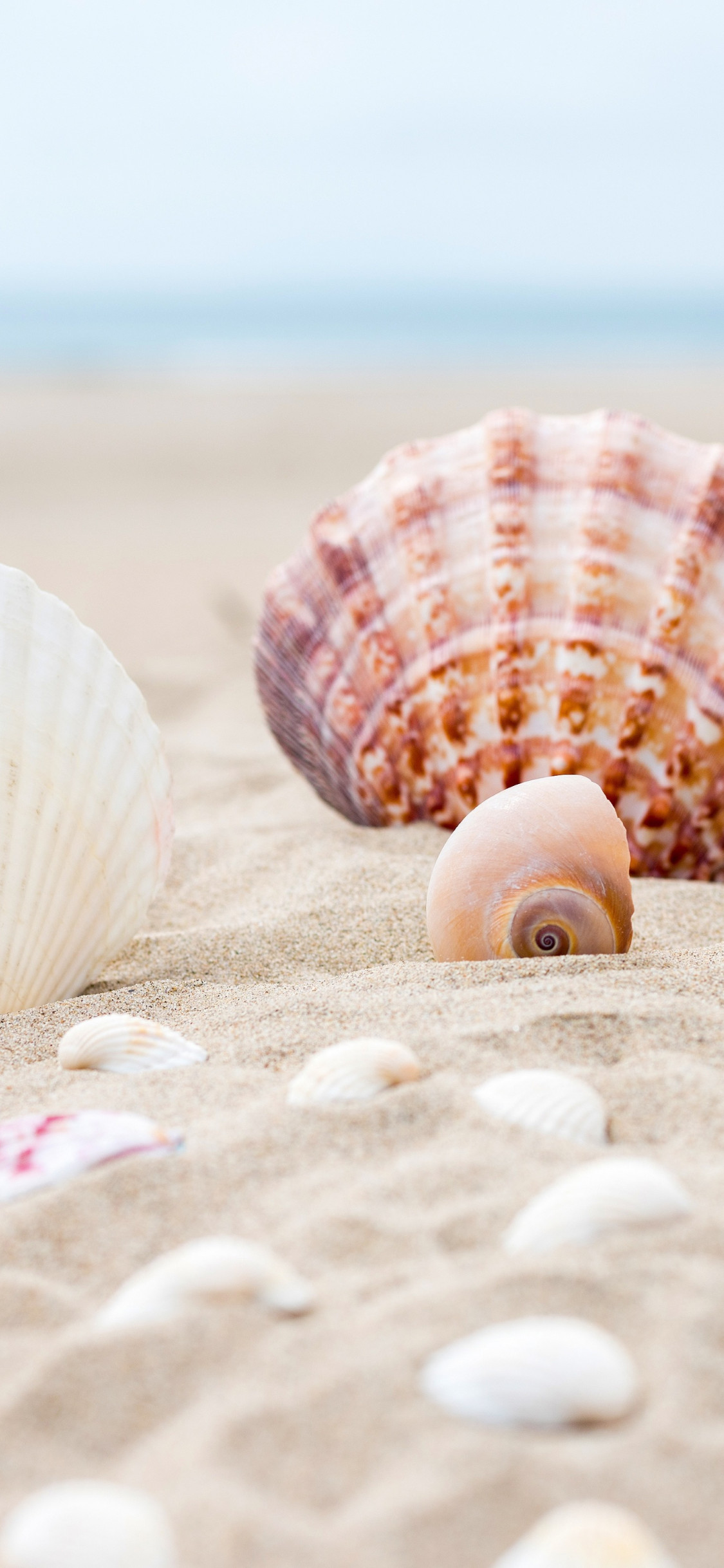Shells on the ocean beach wallpaper 1125x2436