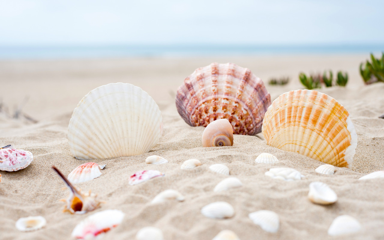 Shells on the ocean beach wallpaper 1280x800