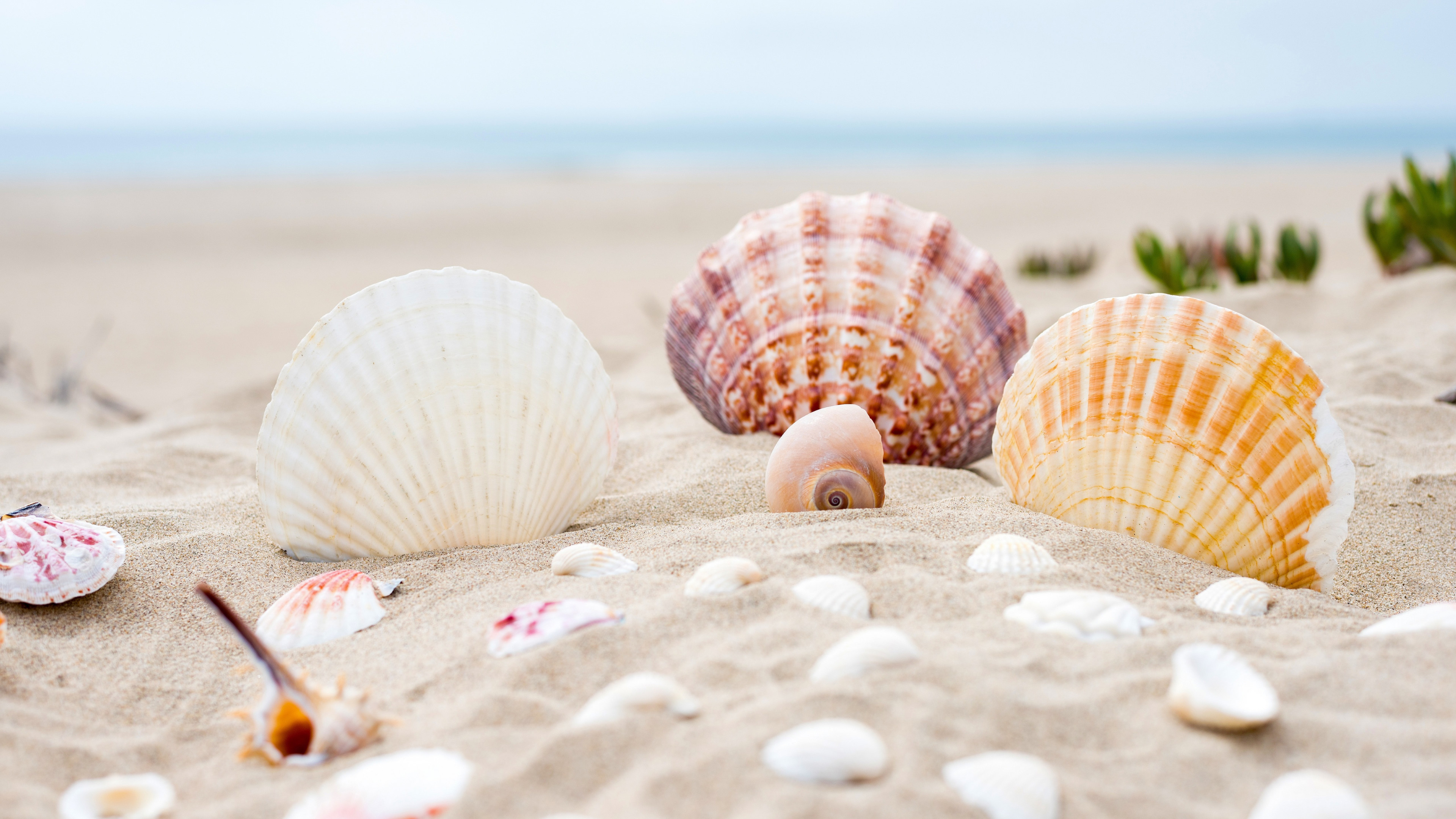 Download wallpaper: Shells on the ocean beach 3840x2160