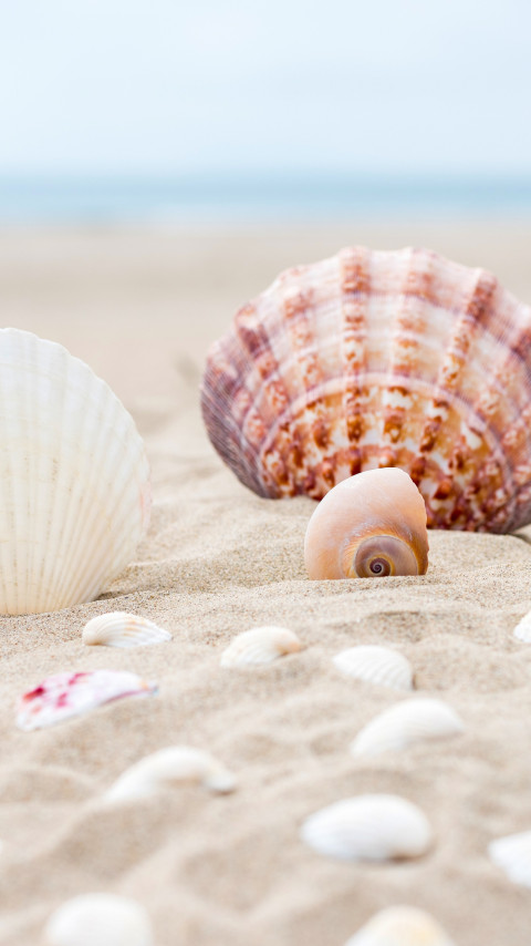 Shells on the ocean beach wallpaper 480x854