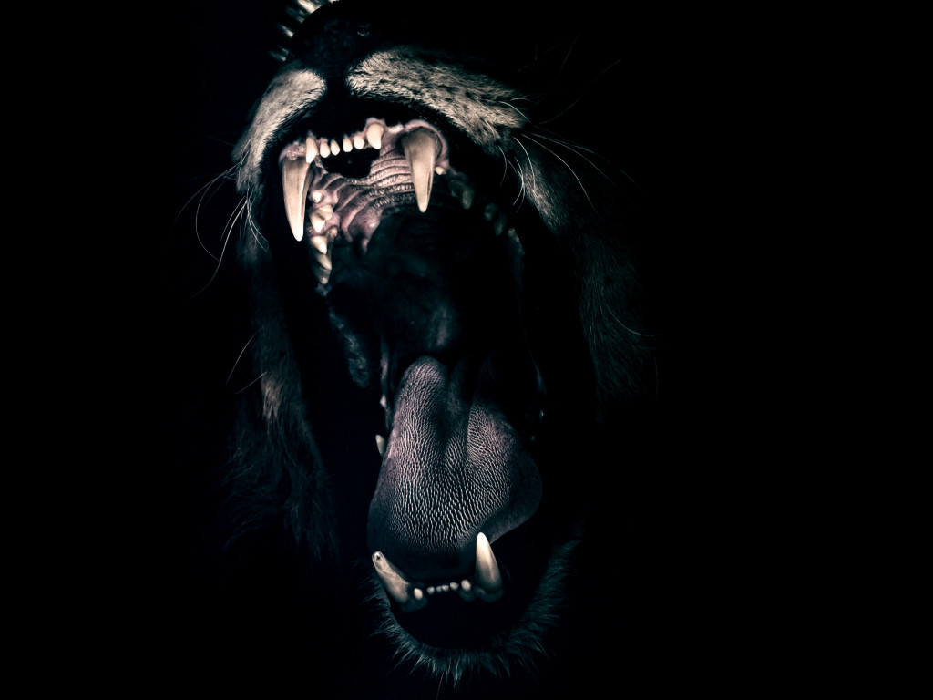 Lion male mouth wallpaper 1024x768