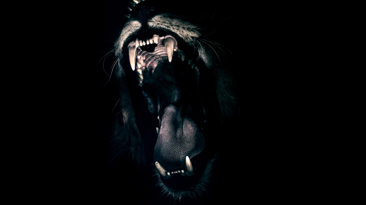 Lion male mouth wallpaper 1280x720