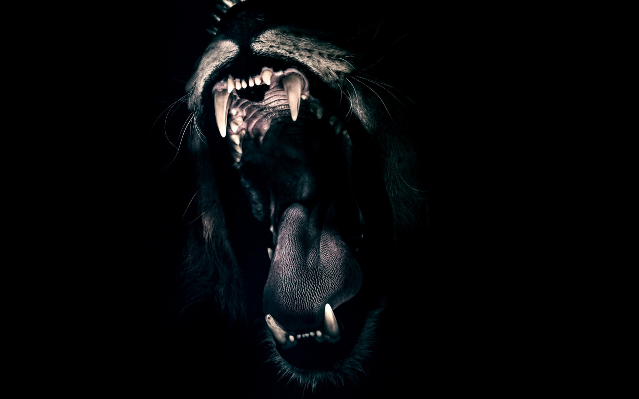Lion male mouth wallpaper 1280x800