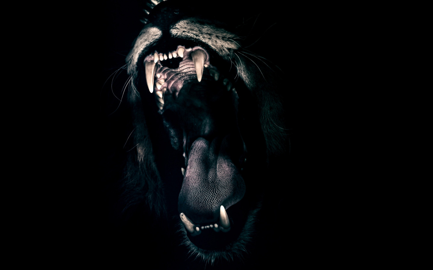 Lion male mouth wallpaper 1440x900