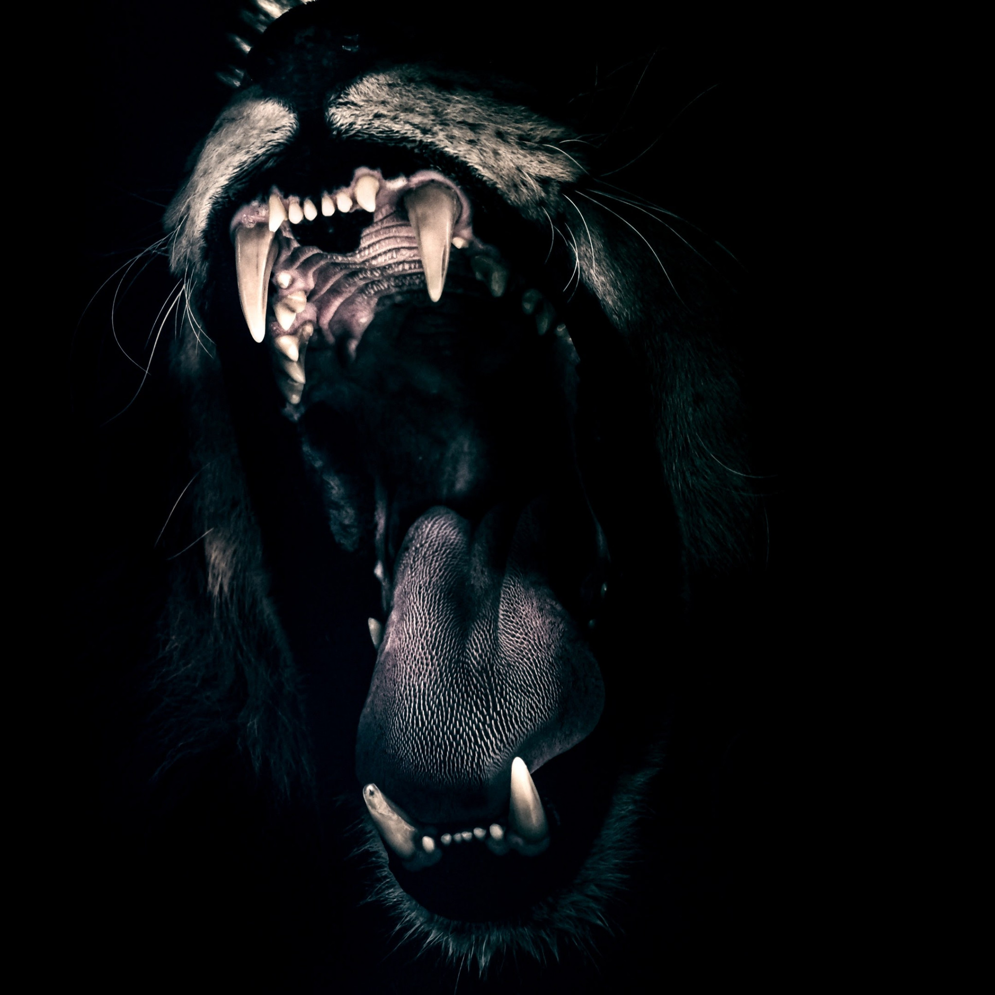 Lion male mouth wallpaper 2048x2048