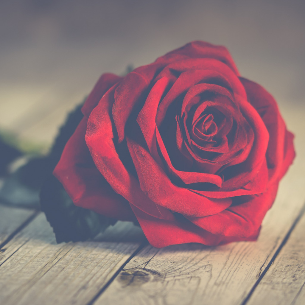 Perfect red rose wallpaper 1024x1024