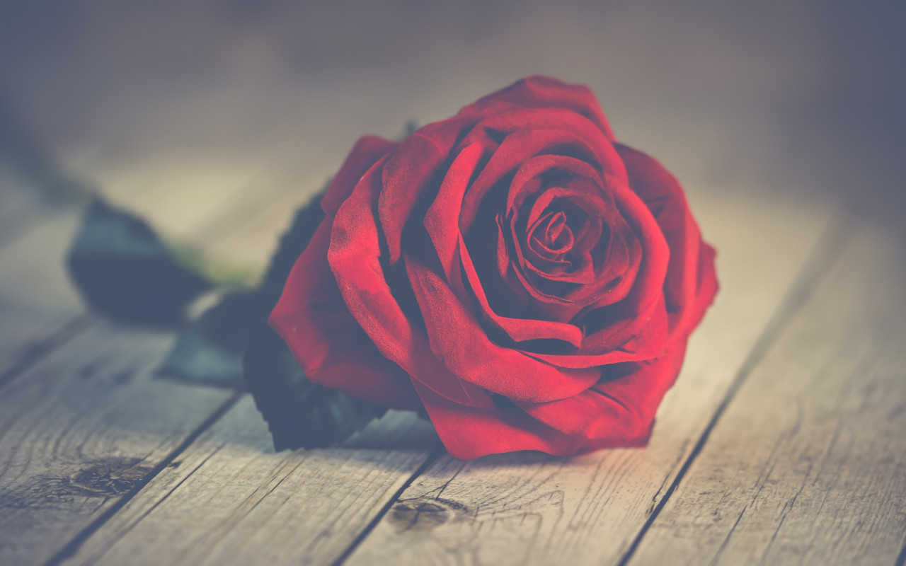 Perfect red rose wallpaper 1280x800