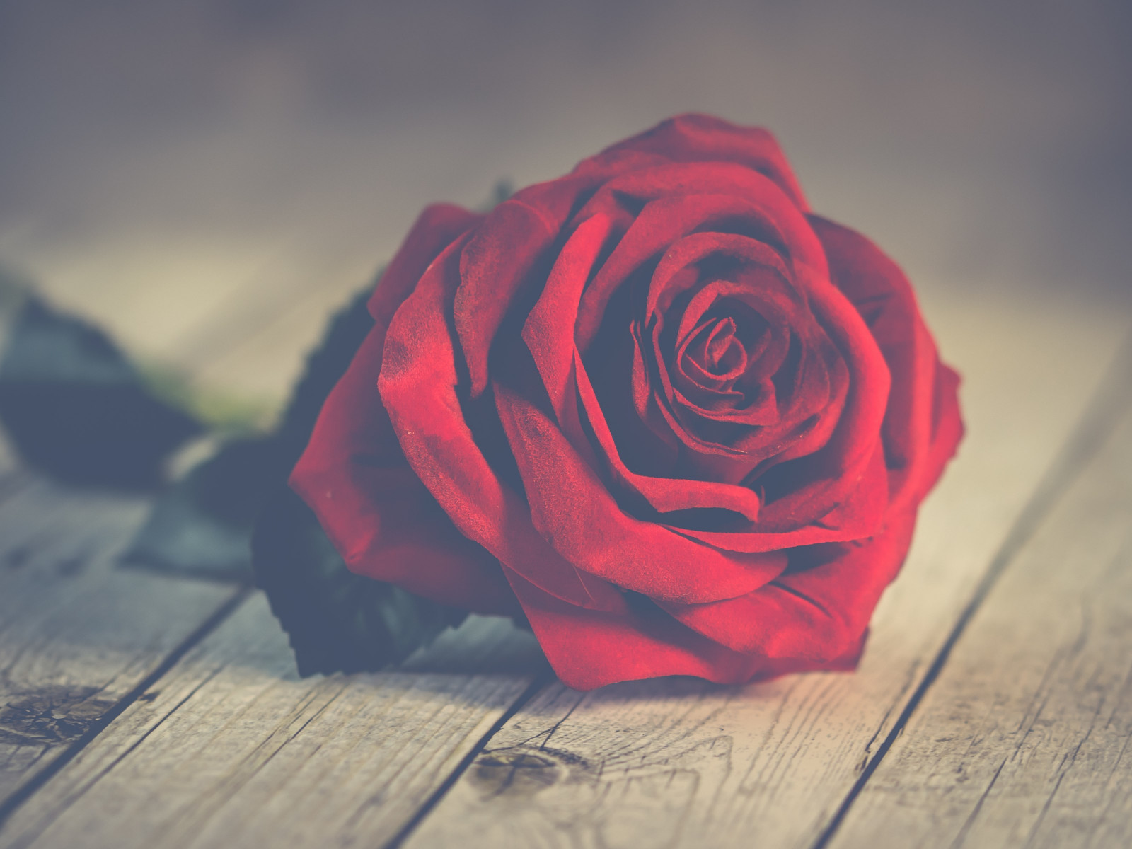 Perfect red rose wallpaper 1600x1200