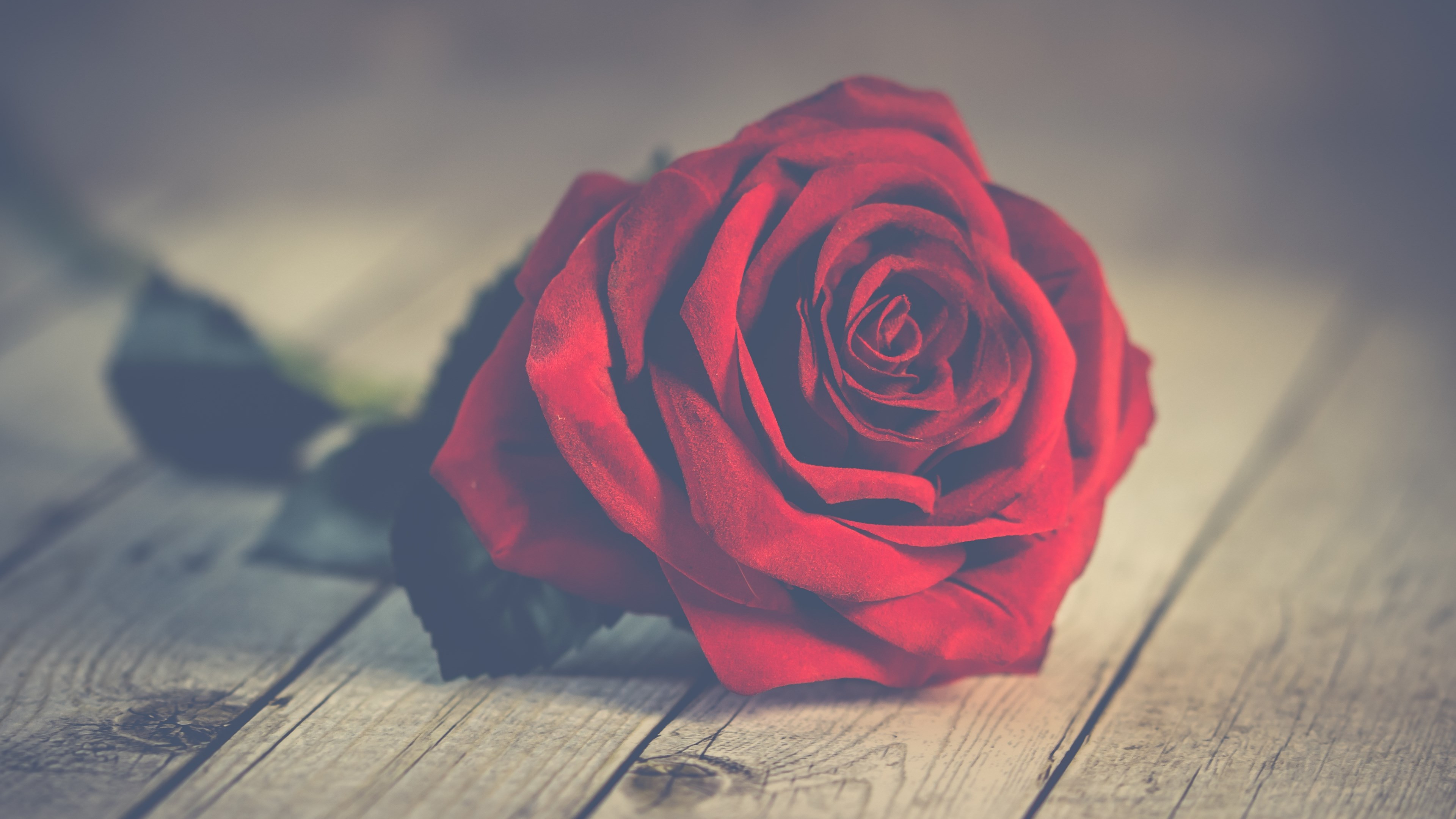 Perfect red rose wallpaper 3840x2160