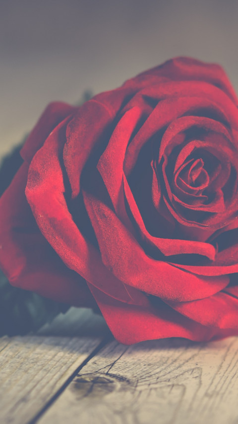 Perfect red rose wallpaper 480x854