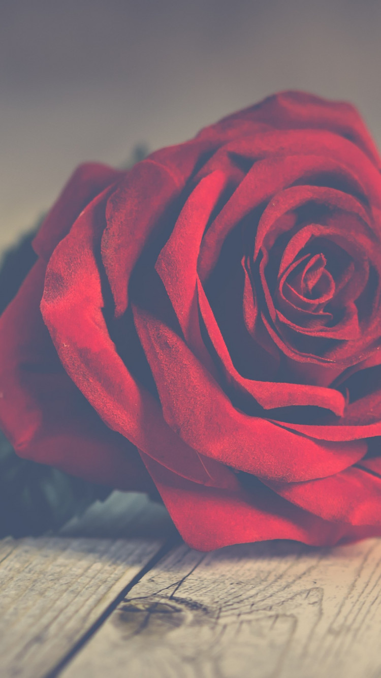 Perfect red rose wallpaper 750x1334