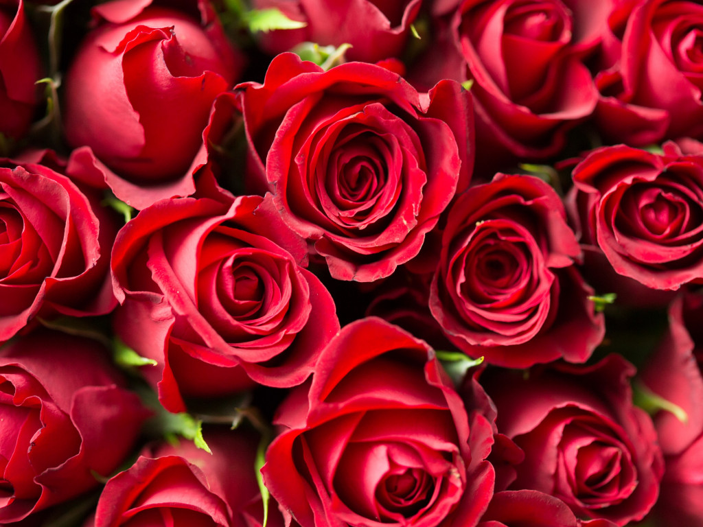Lots of red roses wallpaper 1024x768
