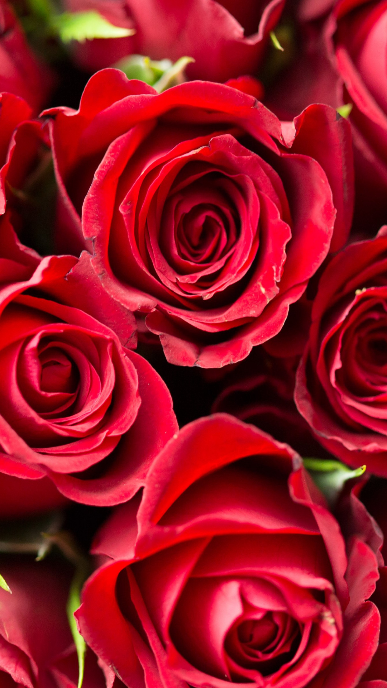 Lots of red roses wallpaper 1242x2208