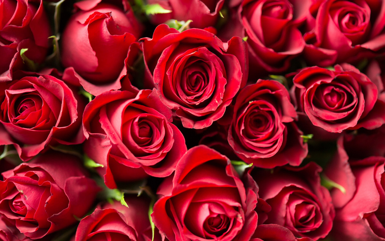 Lots of red roses wallpaper 1280x800