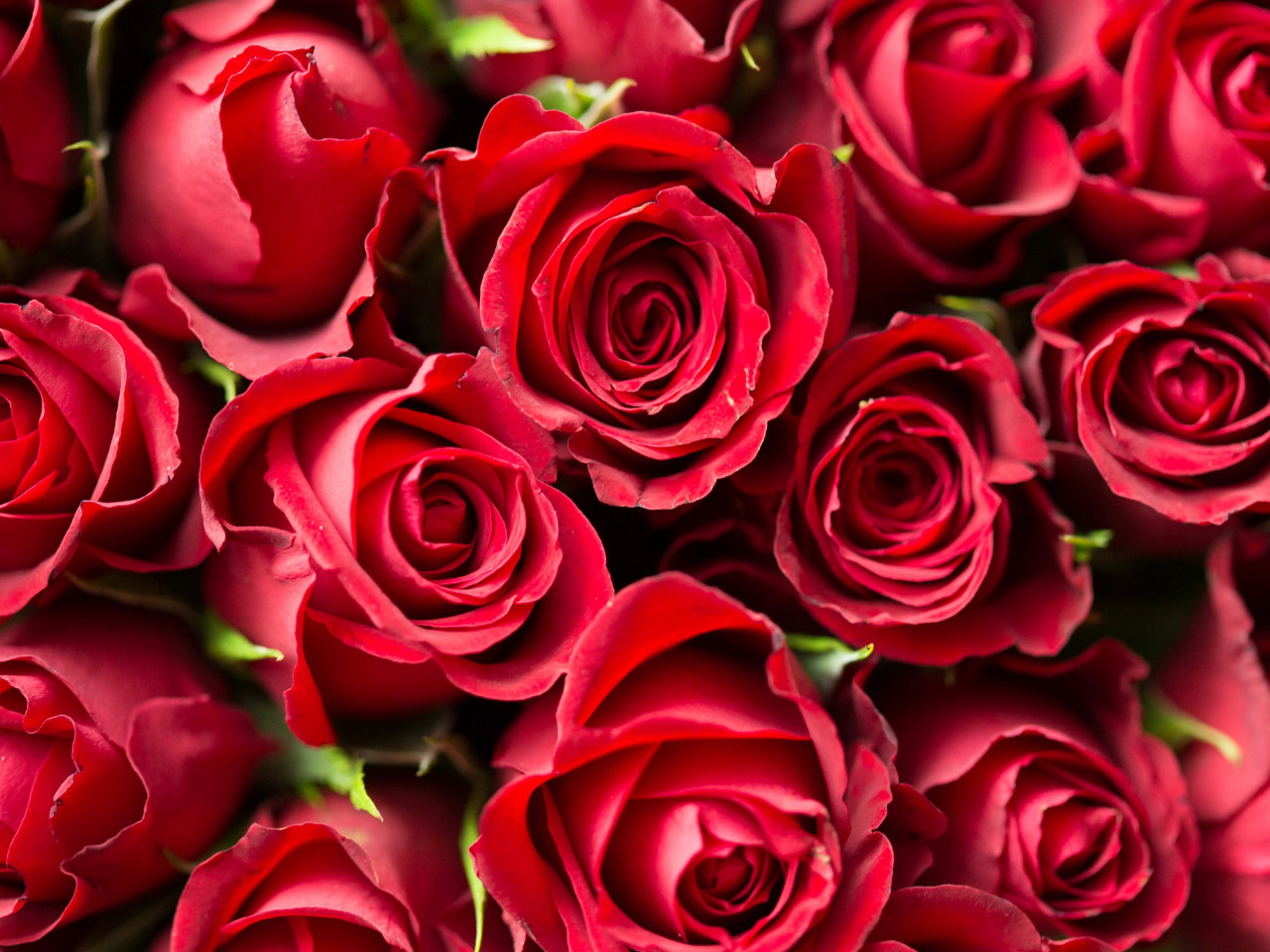 Lots of red roses wallpaper 1280x960