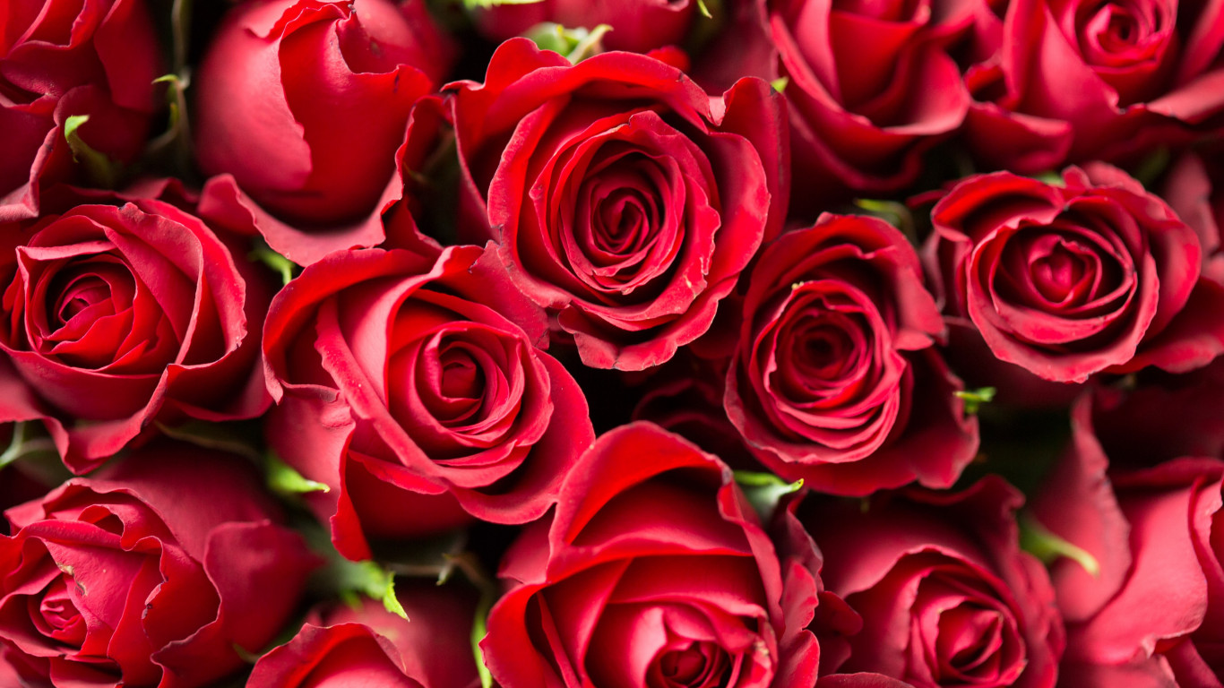 Lots of red roses wallpaper 1366x768