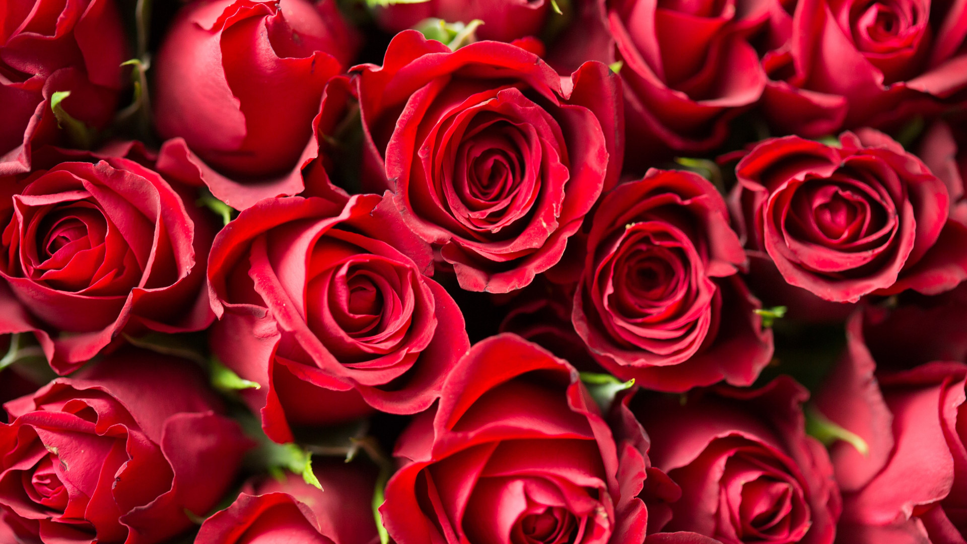 Lots of red roses wallpaper 1920x1080
