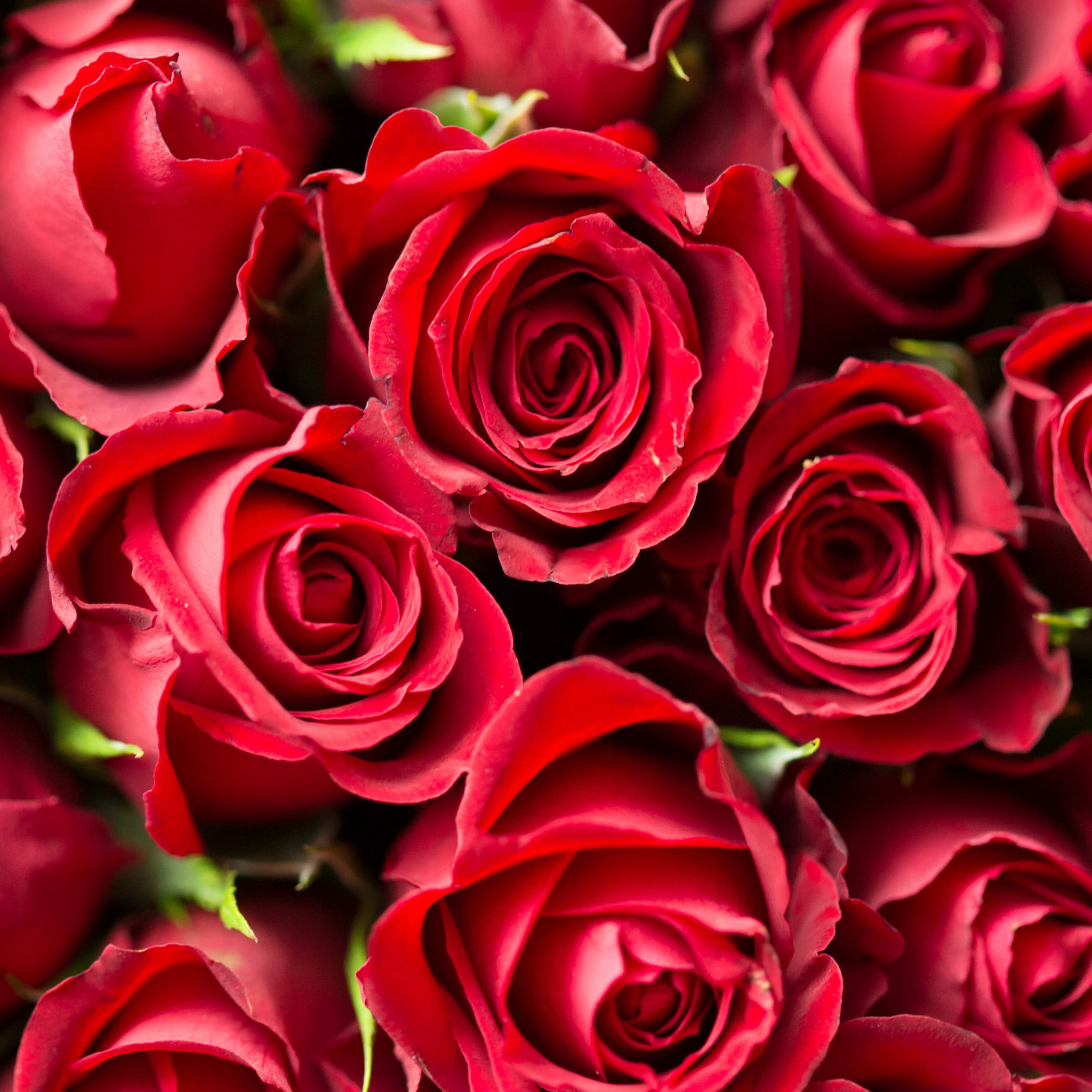 Lots of red roses wallpaper 2048x2048