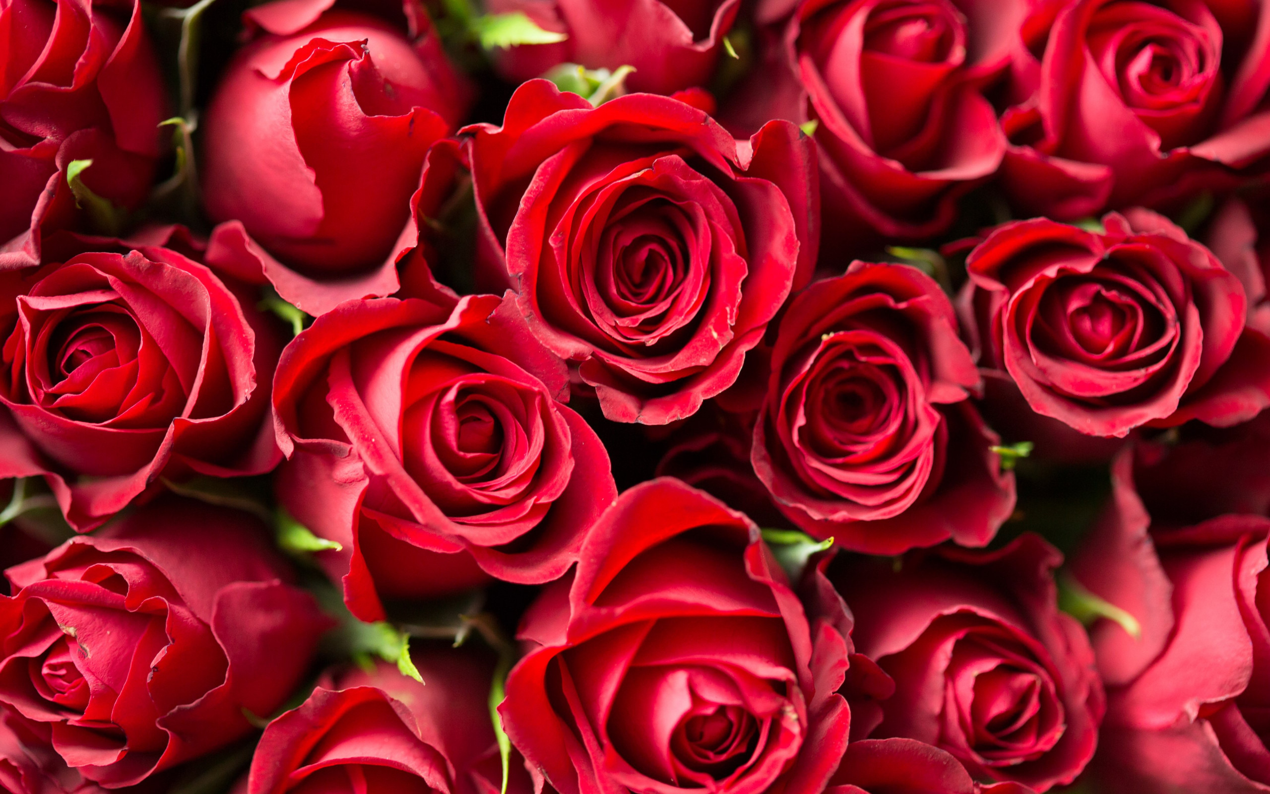 Lots of red roses wallpaper 2560x1600