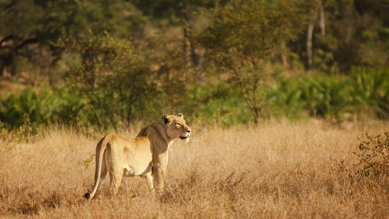 Lioness in Kruger National Park wallpaper 1280x720