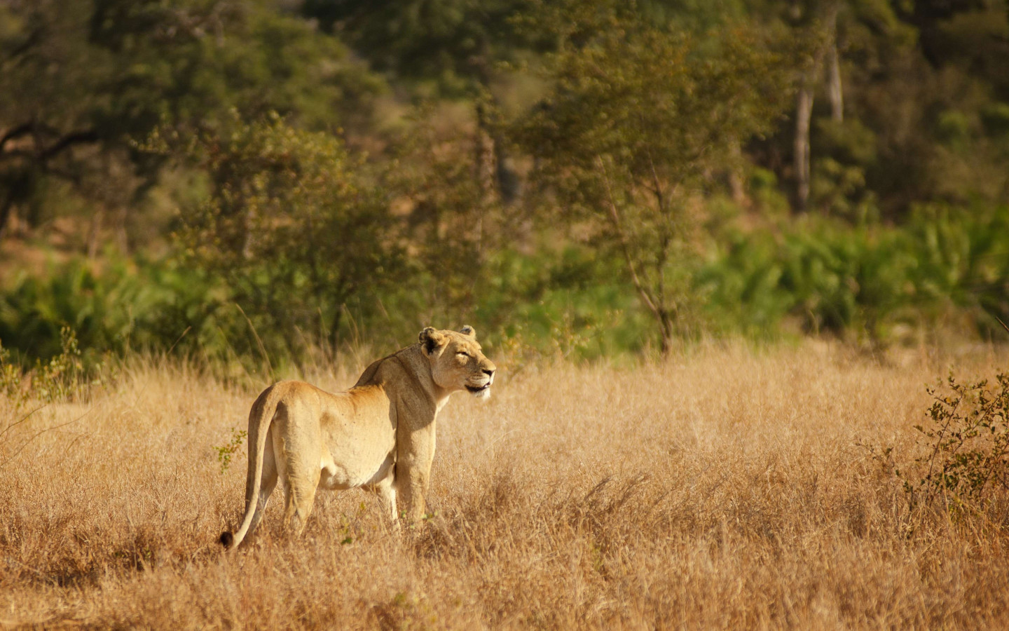 Lioness in Kruger National Park wallpaper 1440x900