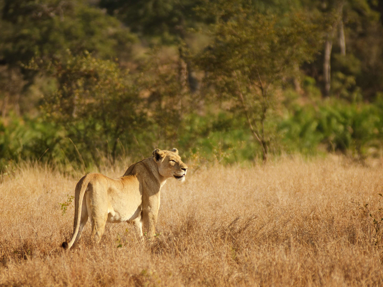 Lioness in Kruger National Park wallpaper 1600x1200